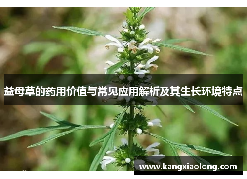 益母草的药用价值与常见应用解析及其生长环境特点 益母草的药用价值与常见应用解析及其生长环境特点